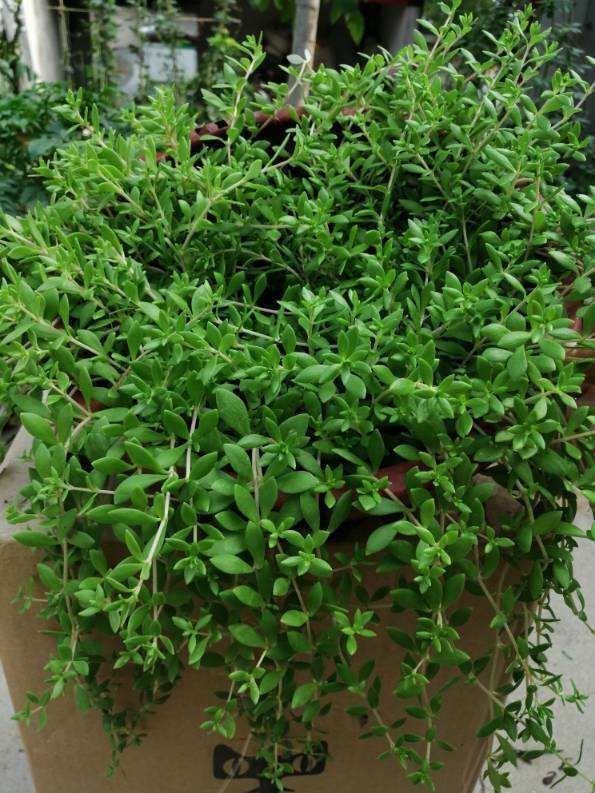 这花扔篮子里就往下垂,长长得像门帘,新手也能养爆盆