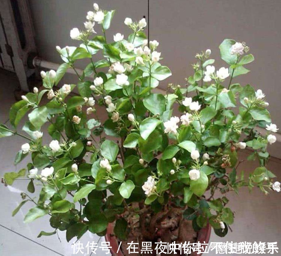 观赏性|茉莉花怎么养学会“3个”方法,枝条健壮叶子绿,花朵洁白繁多