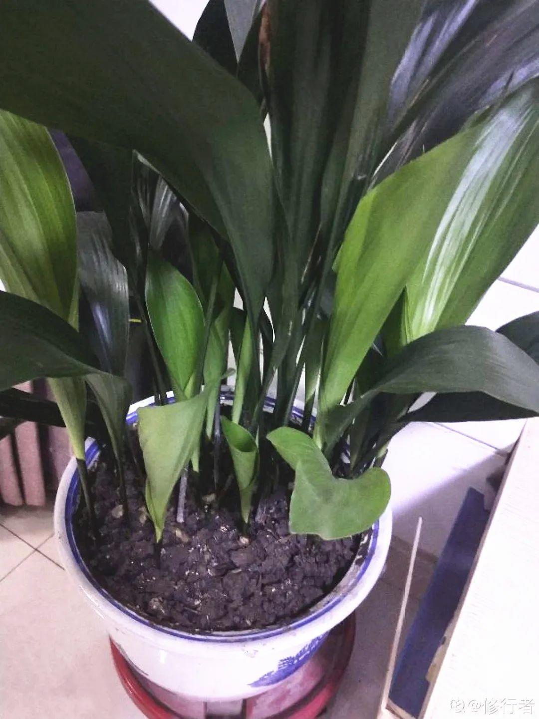 10种“养不死”的花,绿萝只能排最后一名,养死3种以上的举手