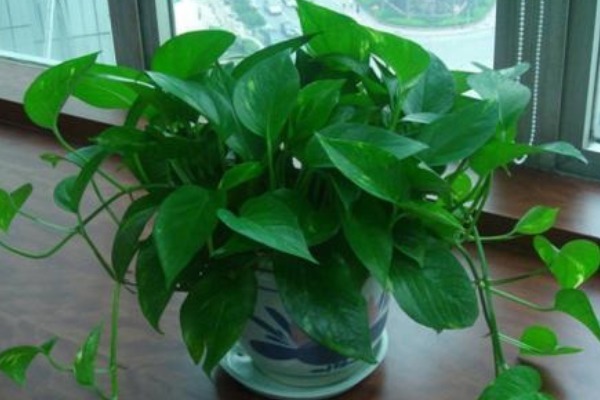 老一辈人常说,“一颗绿萝七个鬼”,家中为什么忌讳养绿萝