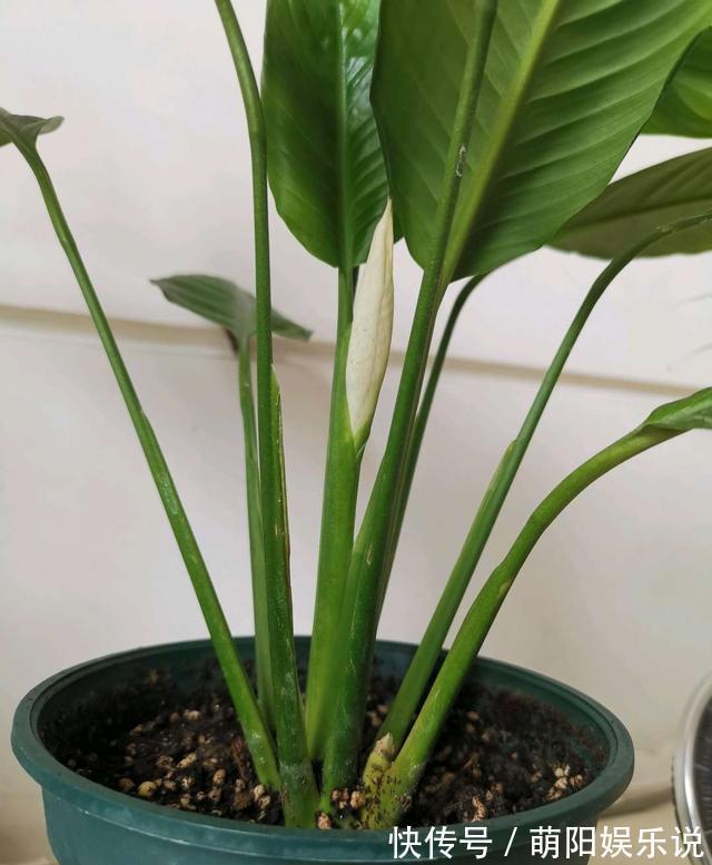 白掌花|旺财旺运的5种盆栽,好看好养,放家里一盆不吃亏