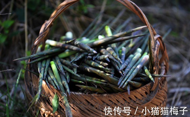 益母草|66种野菜大图片,带你见识不同的野菜和吃法,你想要的野菜这里有
