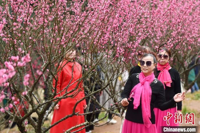 赏花|长沙气温回暖市民踏春赏花