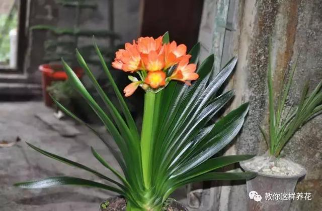 老花农的一勺油,君子兰居然叶片肥绿,爆盆开花!