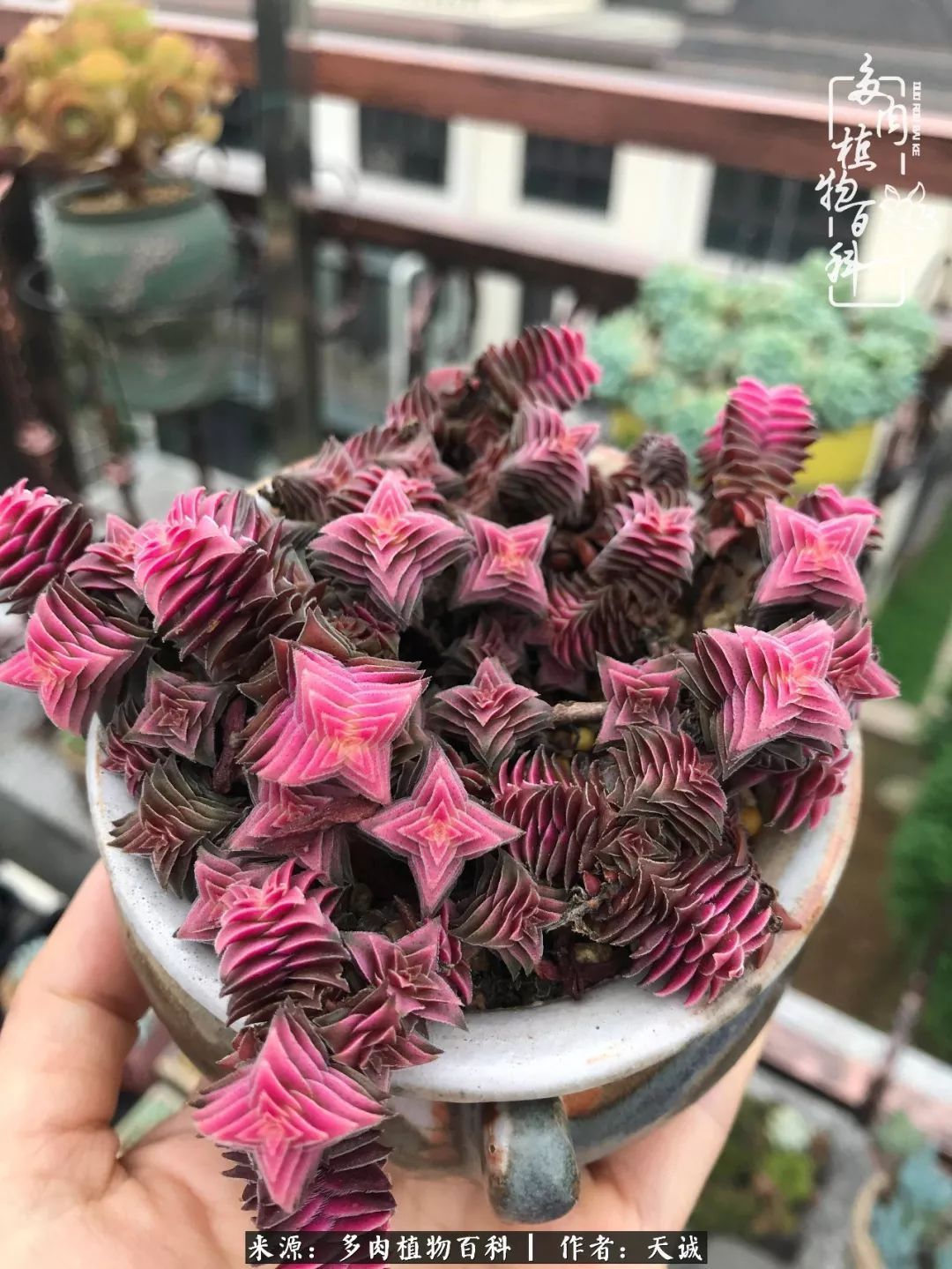 吃饱喝足，包邮区的多肉养精蓄锐准备渡劫！