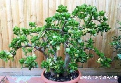 “2种盆栽树”,家里养1盆,辟邪又趋凶,能减少“病菌”促睡眠