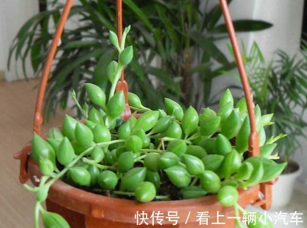 珍珠吊兰不会养，学会5个小妙招，轻轻松松养成瀑布