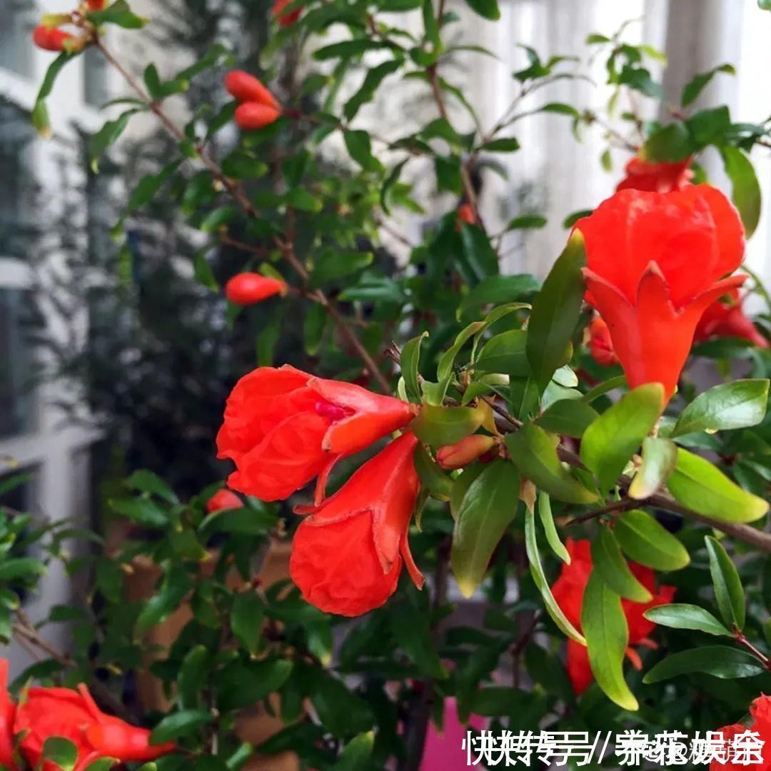 家里养盆“招财花”,一年四季开红花结红果,“招财旺运”又红火