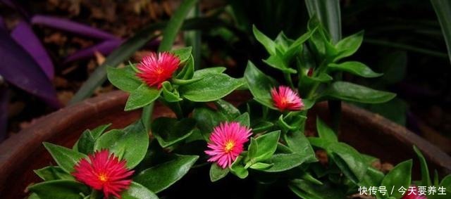 适合小阳台的花草,挂起来养,能开成“花瀑布”!