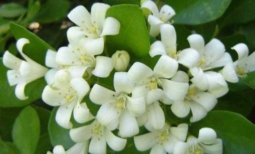 四溢|香气四溢的4种花,花型似玫瑰,比兰花还香,四季开花