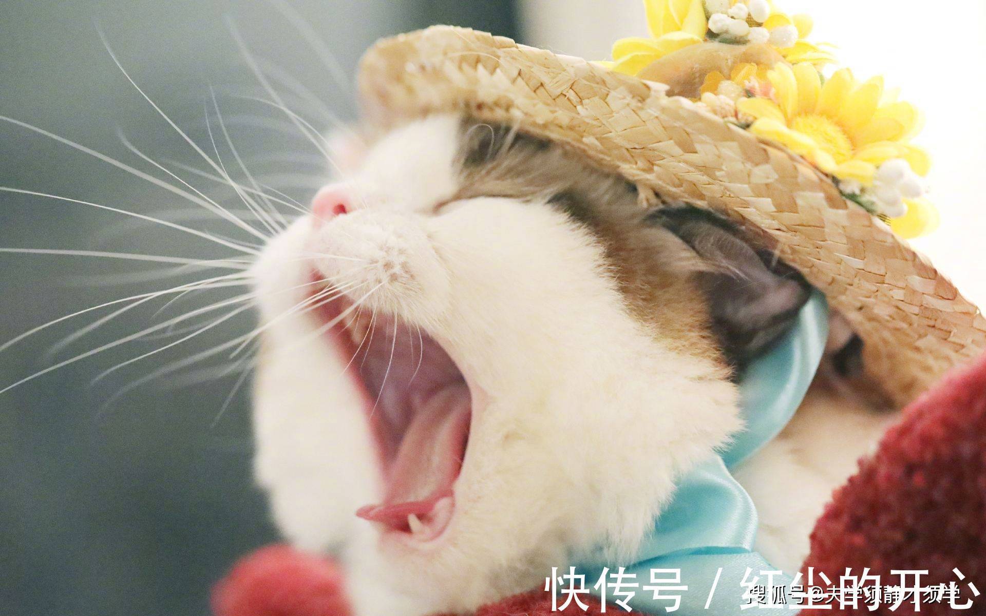 |内涵段子:昨晚我睡得正香,突然媳妇来了句:老公,咱们离婚吧!