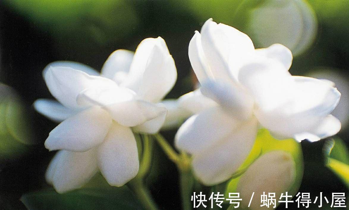 残花|三伏天养茉莉花，学会2点修剪方法，可以让茉莉花多开几茬花