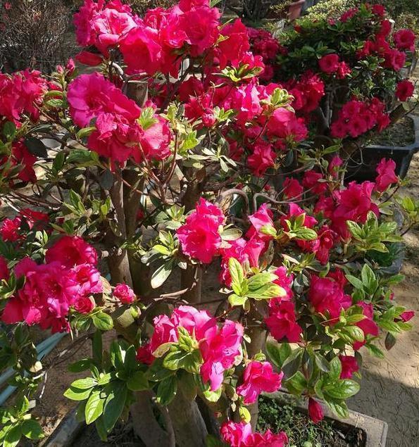 养花|想要自制肥养花降低成本,该如何操作学4招变废为宝省大笔钱