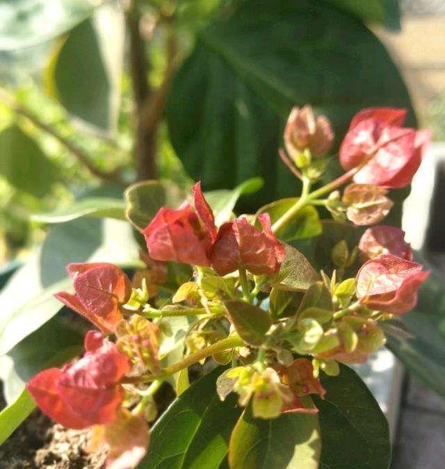 让三角梅开“秋花”,牢记这个“方法”花芽长得快,迅速花爆盆