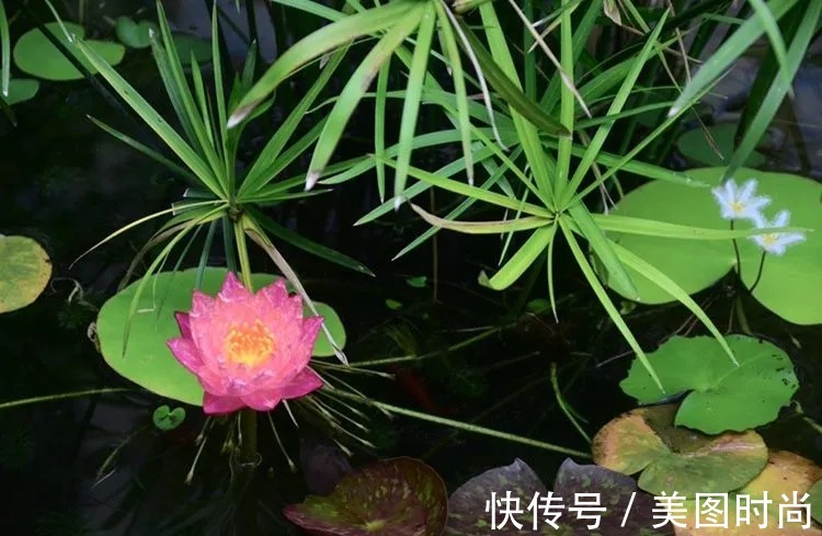 三角梅|120㎡别墅花园改造,经过三年的努力,小院从荒地到花开满园