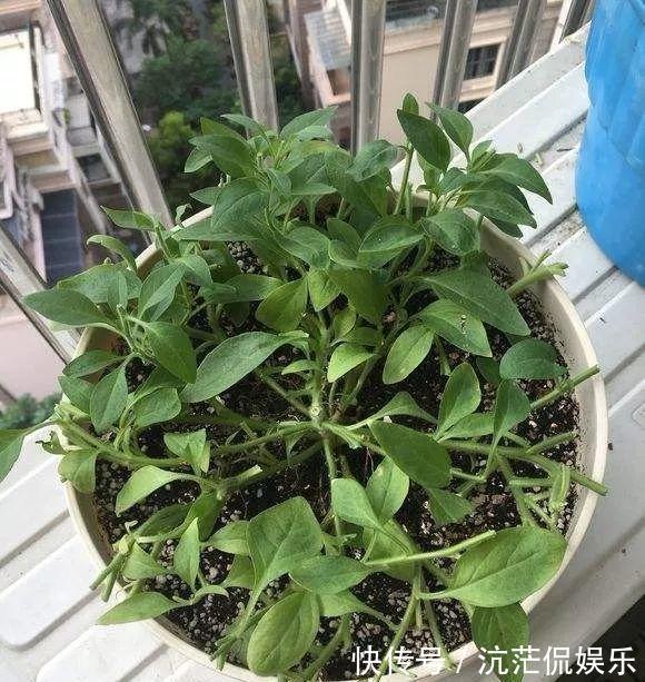 春天|9月给天竺葵剪个短发,过冬前就能窜叶子,明年春天开成大花球!