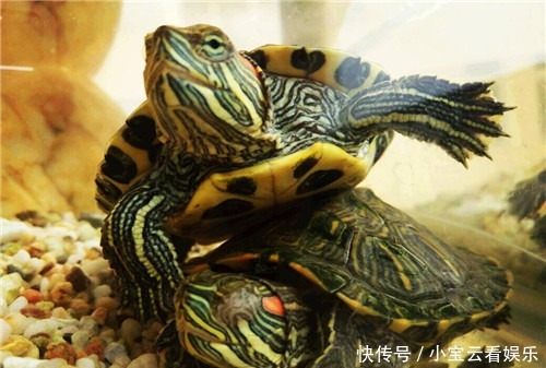 古人挖完井之后,为何要在井内放入2只乌龟?老祖宗的大智慧