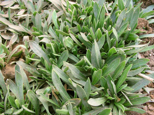 植物纤维|藏在身边的“天然止咳菜”,润肺止咳,便秘好了,咳嗽也好了