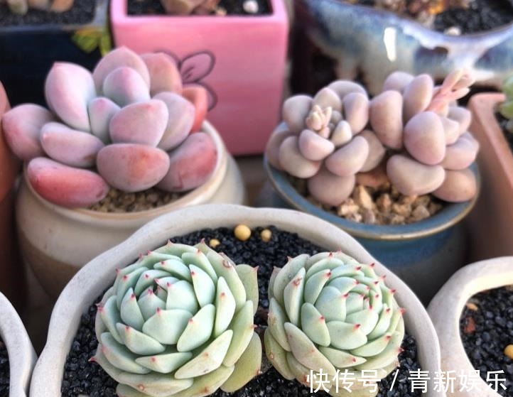 多肉盆栽选择潮土上盆,叶片储水防晒,容易长胖爆盆,学到了