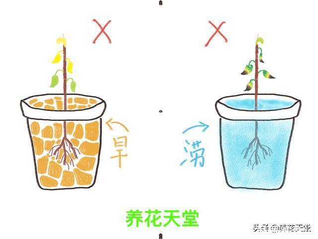 7种常见的浇水方式,不仅新手不懂,有些人养花10年都没搞清楚