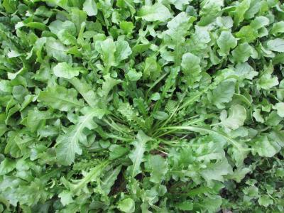 鲜美者|农村的这个野菜可称最鲜美者,老人说春季祛湿寒就吃它