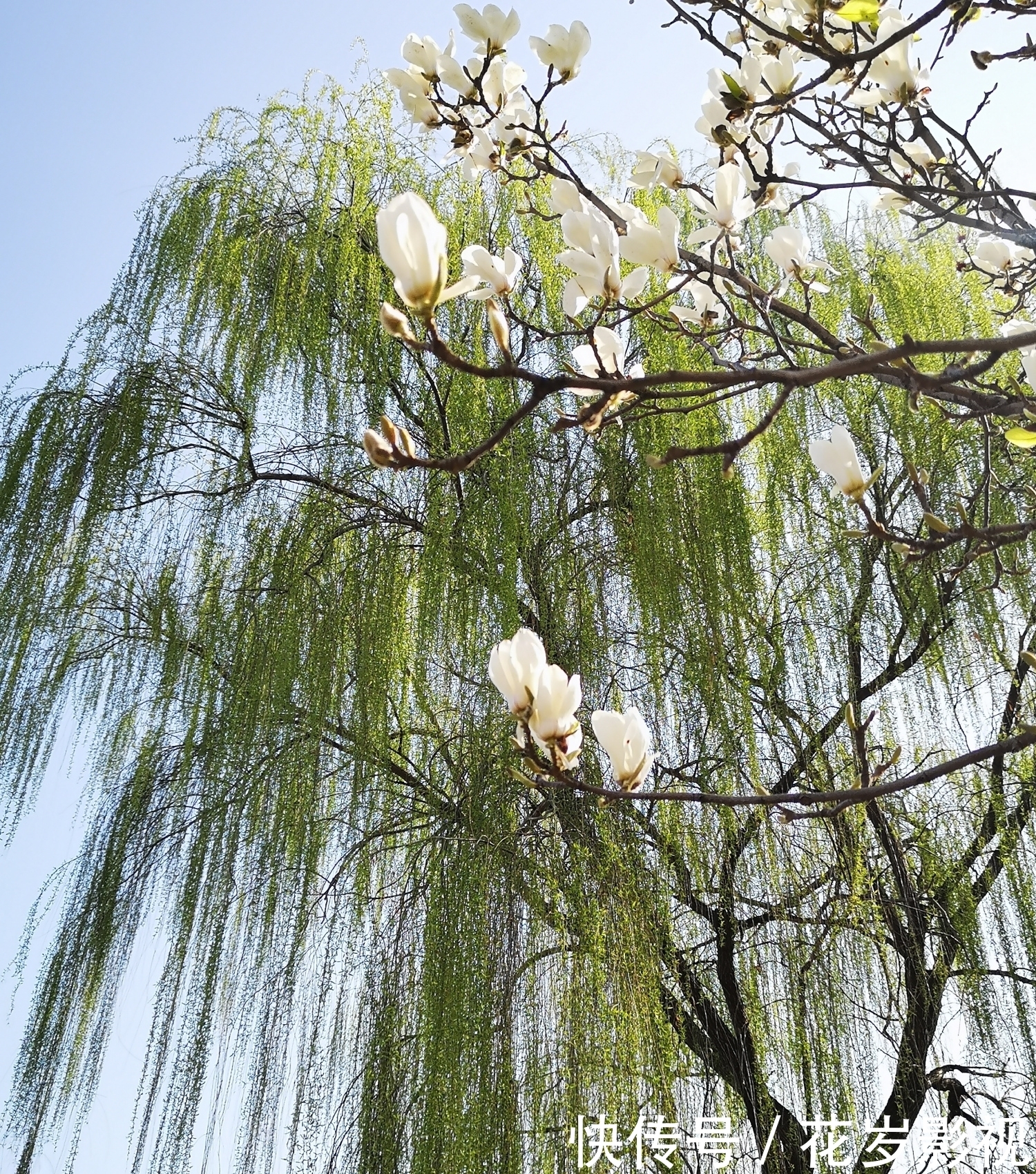 莺啼岸畔柳成条，飘逸柔姿舞细腰