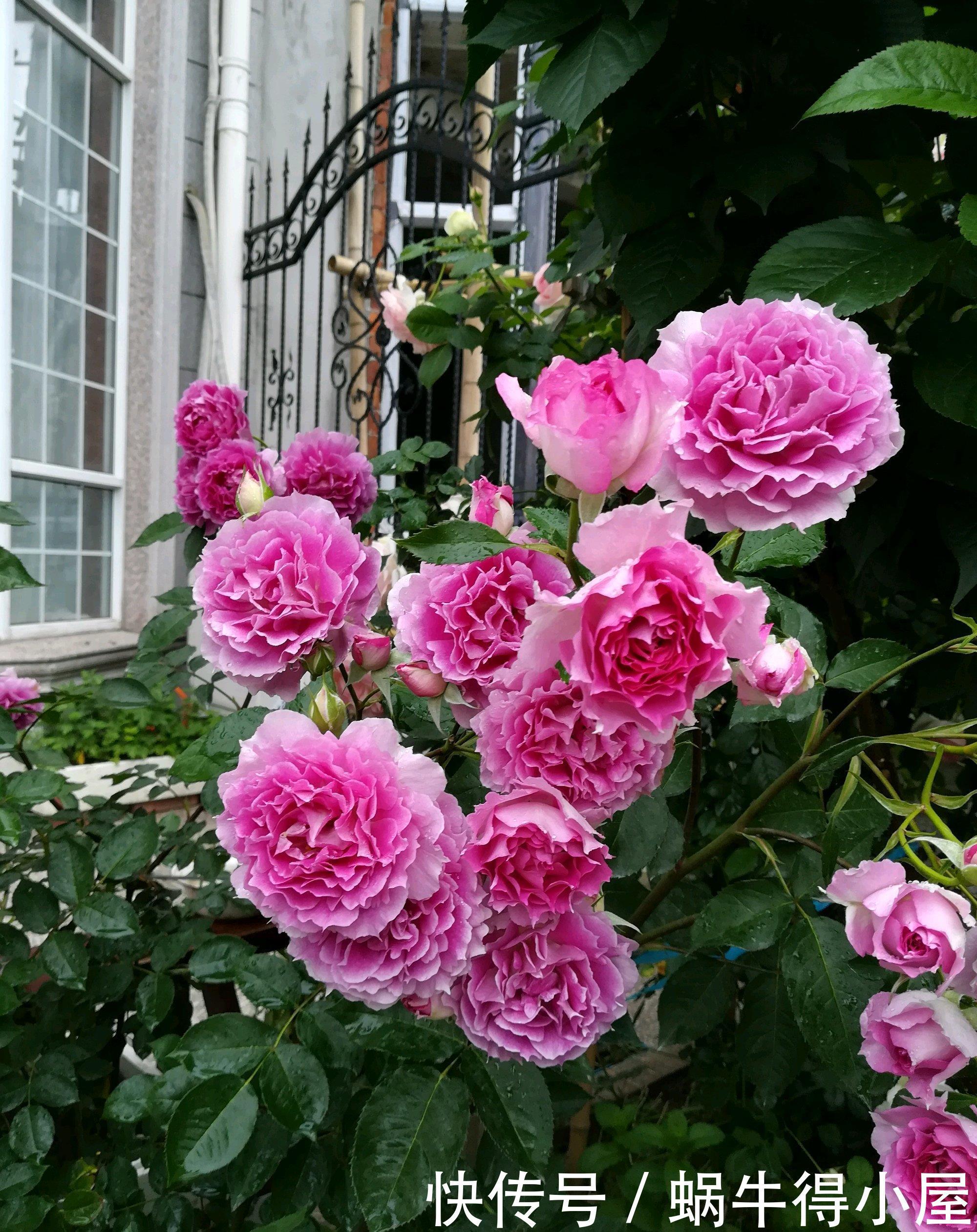 阳台|4种漂亮花,自带“体香”,阳台养一盆,满屋香水味