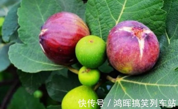 施肥|无花果通便润肠、美容抗老,农民重点掌握三点,收获高产无花果