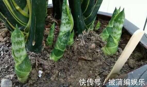 养虎皮兰时，盆里加2种东西，30天钻出钢芽，侧芽嗖嗖
