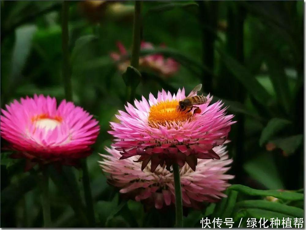 麦秆菊：美容养颜效果好，是自然界恩赐的天然“工艺品”