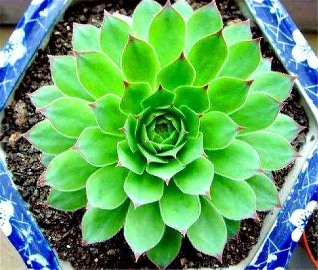 观音莲度夏很简单,紧抓4个细节,不烂根不徒长,秋天长爆盆