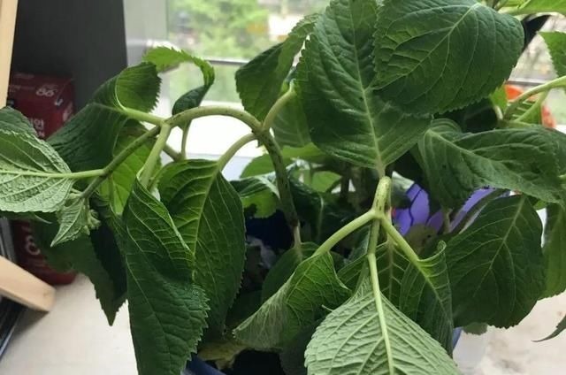 6种花一天不浇水,叶子就耷拉,缺水3天就死翘