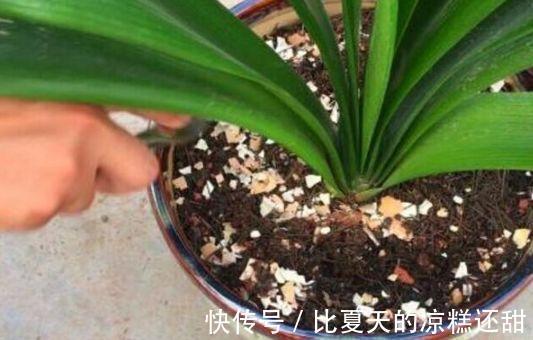 养花错误做法“鸡蛋壳”扣在花盆里，没有补肥效果、还招虫子