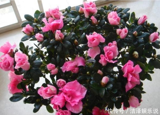 花美|3种“忘忧花”,一养就“上瘾”,好养易爆盆,花美心情好!