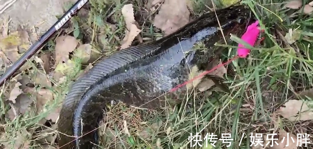 这鱼吃不得?广州钓友钓了条大黑鱼,钓友:越看越奇怪,赶紧丢了