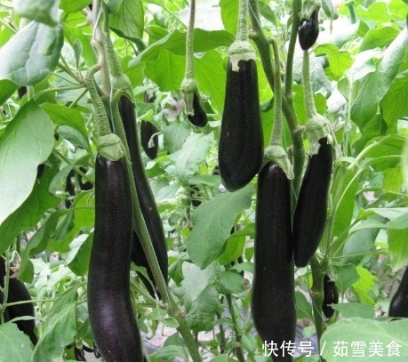 买茄子时,挑“直的”还是“弯的”?很多人不懂,难怪茄子不好吃