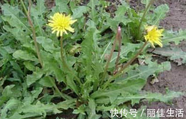 水芝丹|年轻漂亮是资本,女性多吃有百益,淡斑养颜,不显老