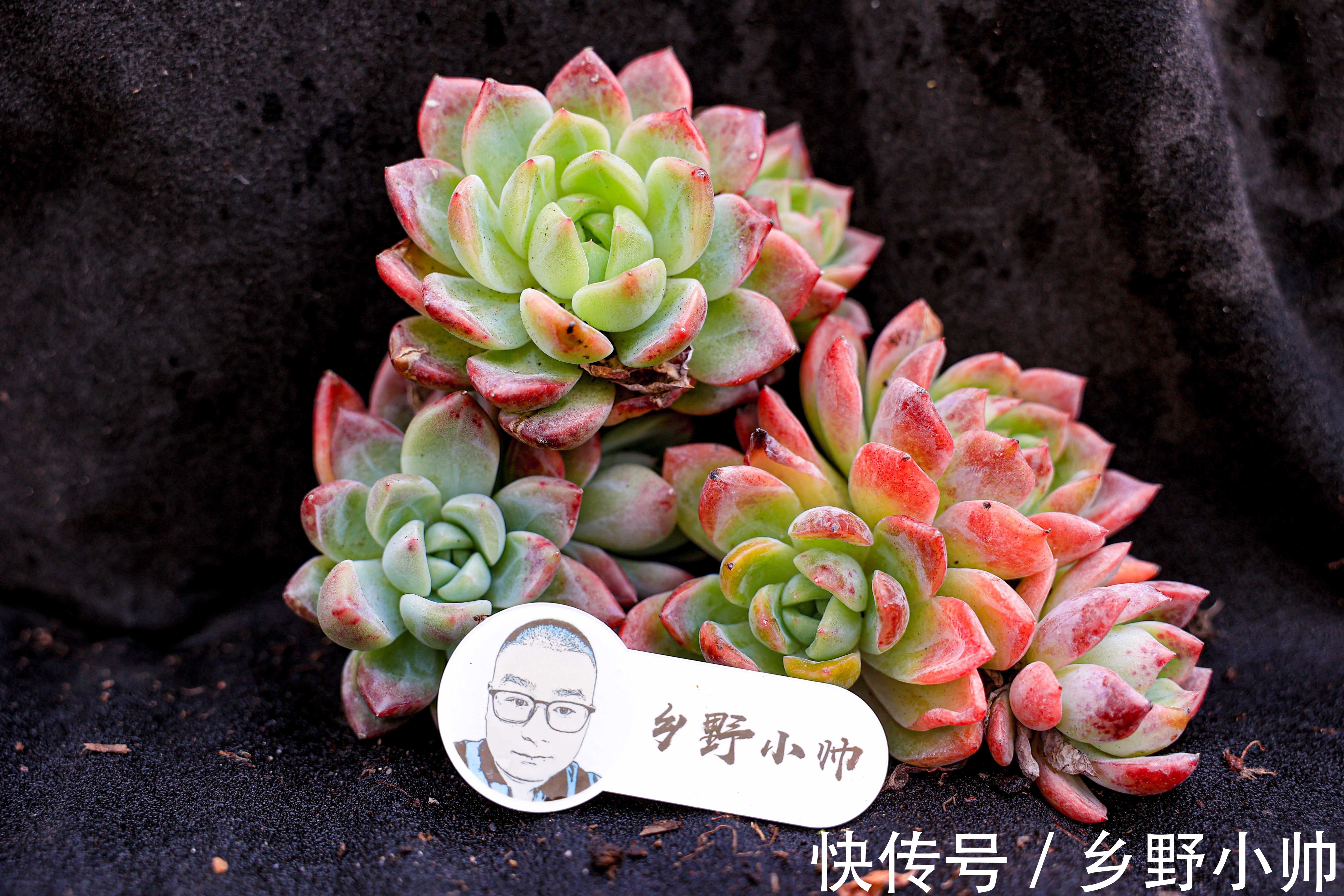 多肉叶片发软的原因有哪些?叶片发软怎么办?养护分享叶片篇