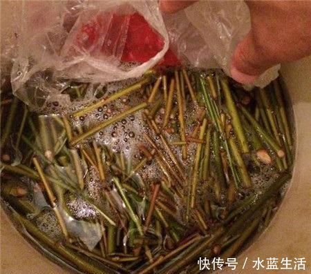 生根|用“土方法”制作的花肥,才是养花“万能肥”,养啥旺啥