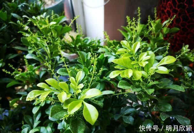 这几种花搬到阴凉地,遮阴养开花多,夏天就该这样养