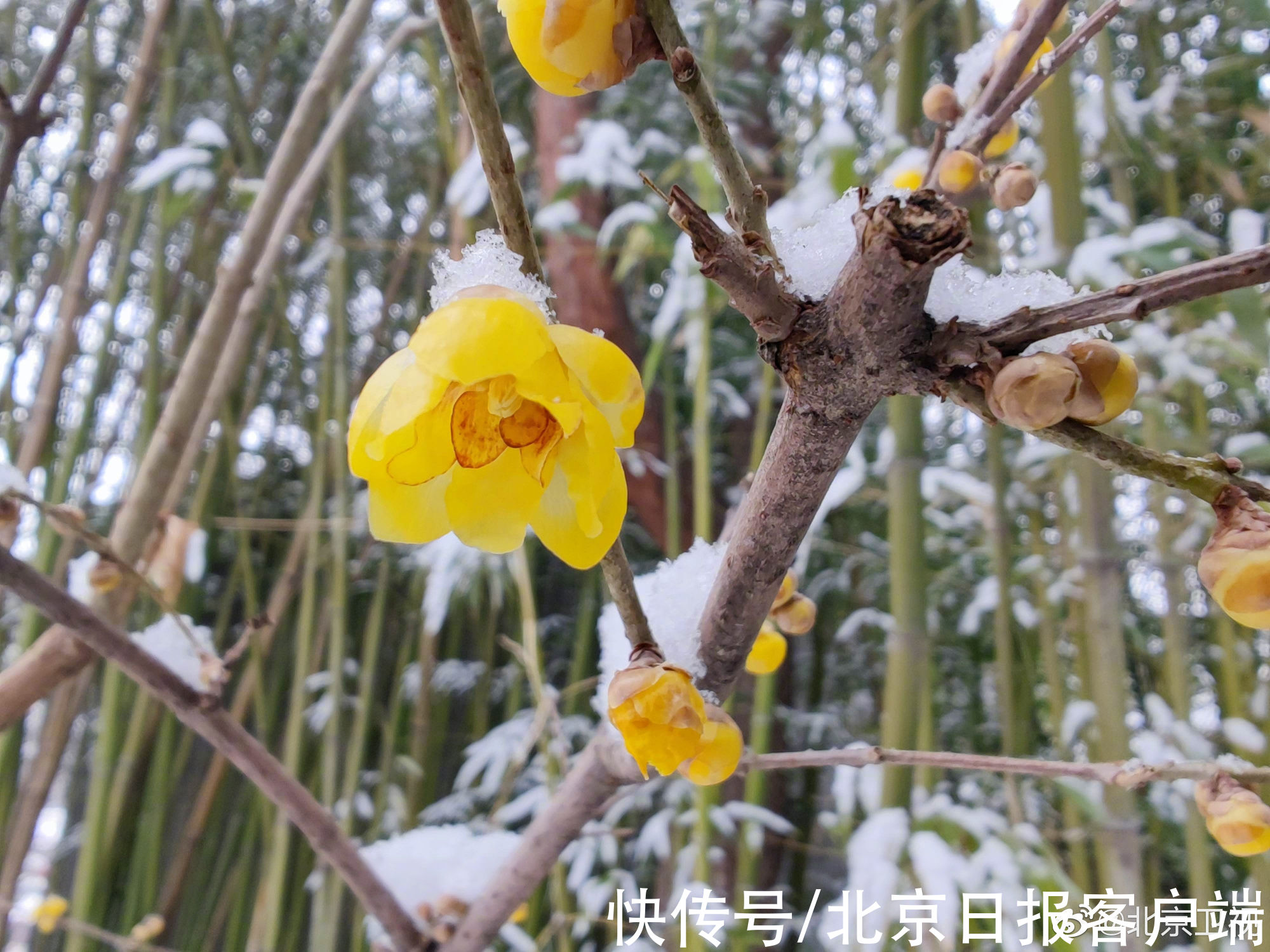 赏梅|暗香扑鼻来，花开正当时！北京号带您“云”赏蜡梅