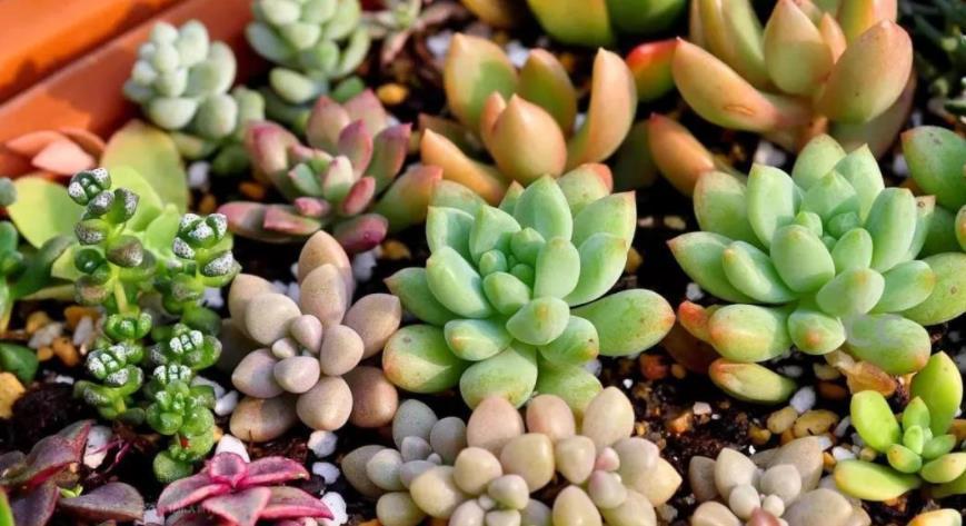 多肉|多肉叶子长皱纹,浇水不管用?学3招,养得饱满欲滴又坚挺