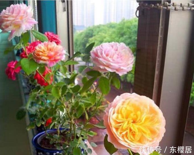 4种花超好养的，半年不用管，照样长得旺
