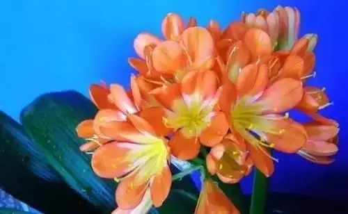 瑞香花|全国56市市花，太美了