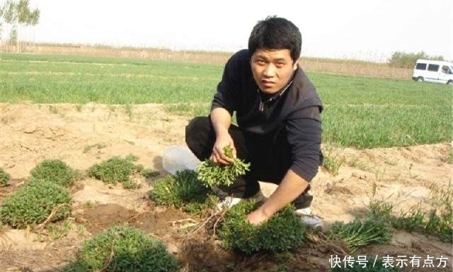 农村这种植物可以抵抗零下30度的低温，具有让人意想不到的疗效