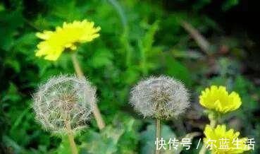 胆固醇|蒲公英和它绝配，每天坚持泡水喝，排毒养肝，血管更通畅