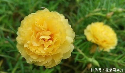 爆盆|新手养此款花卉,好养花量大,开花爆盆很漂亮,花香十足,浓郁