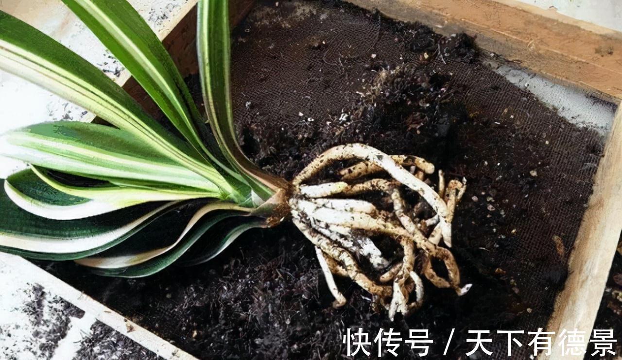 想要“养好”君子兰,建议改掉“3个坏习惯”,做对2件事