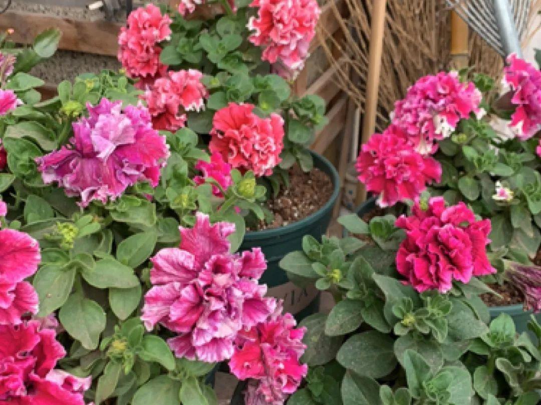 长寿花|9月后就养这些花,比绿萝好养,疯狂开花到明年!