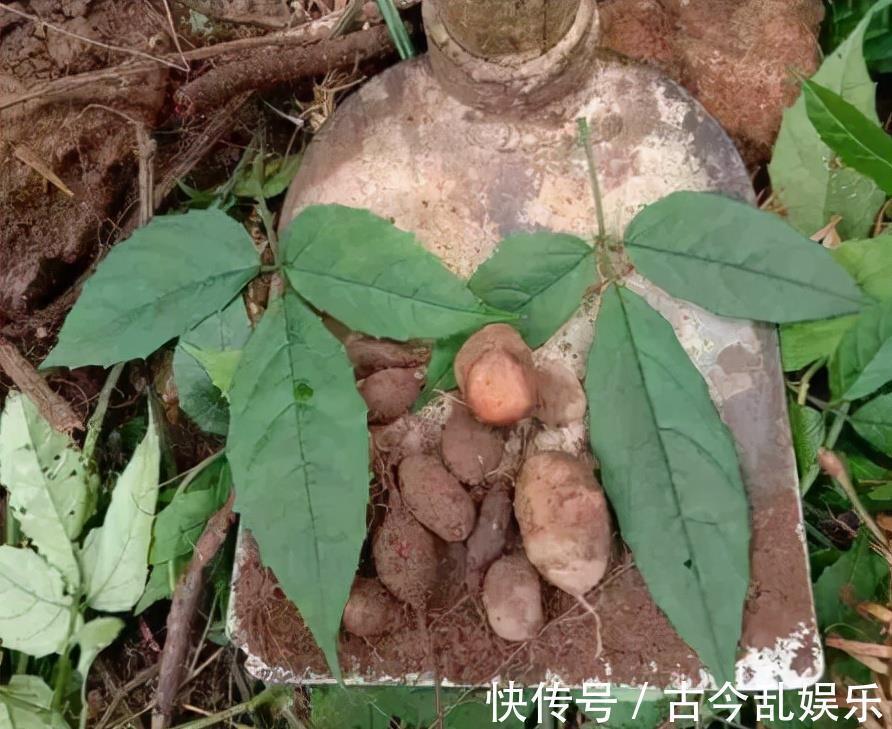 三叶青:长有3片叶子好辨认,年年有人采挖,如今靠种植400元/斤